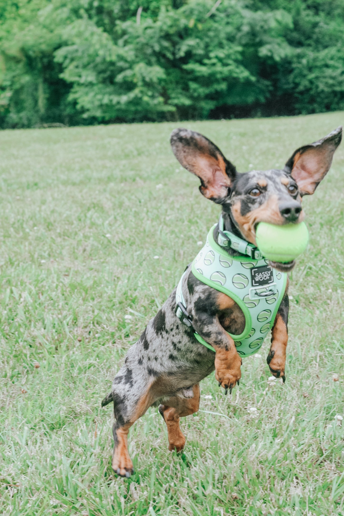 Dog collar from Sassy Woof with playful "Serving Up Sass" design, featuring a colorful, adjustable pet collar for dogs.