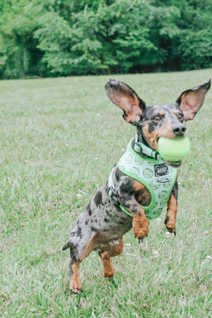 Dog collar from Sassy Woof with playful "Serving Up Sass" design, featuring a colorful, adjustable pet collar for dogs.