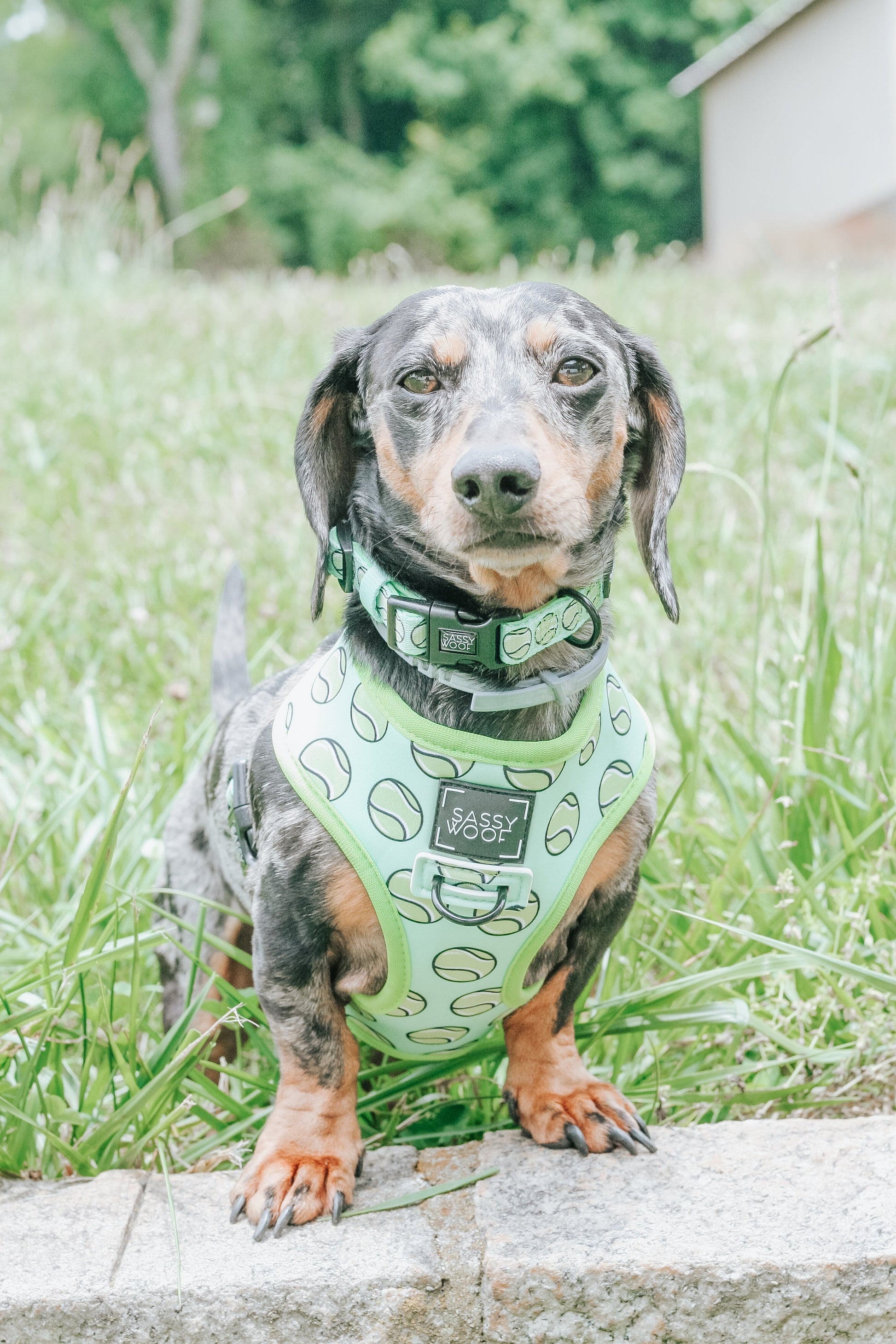 Sassy Woof Dog Collar from Serving Up Sass collection with colorful patterns and adjustable strap for pets.