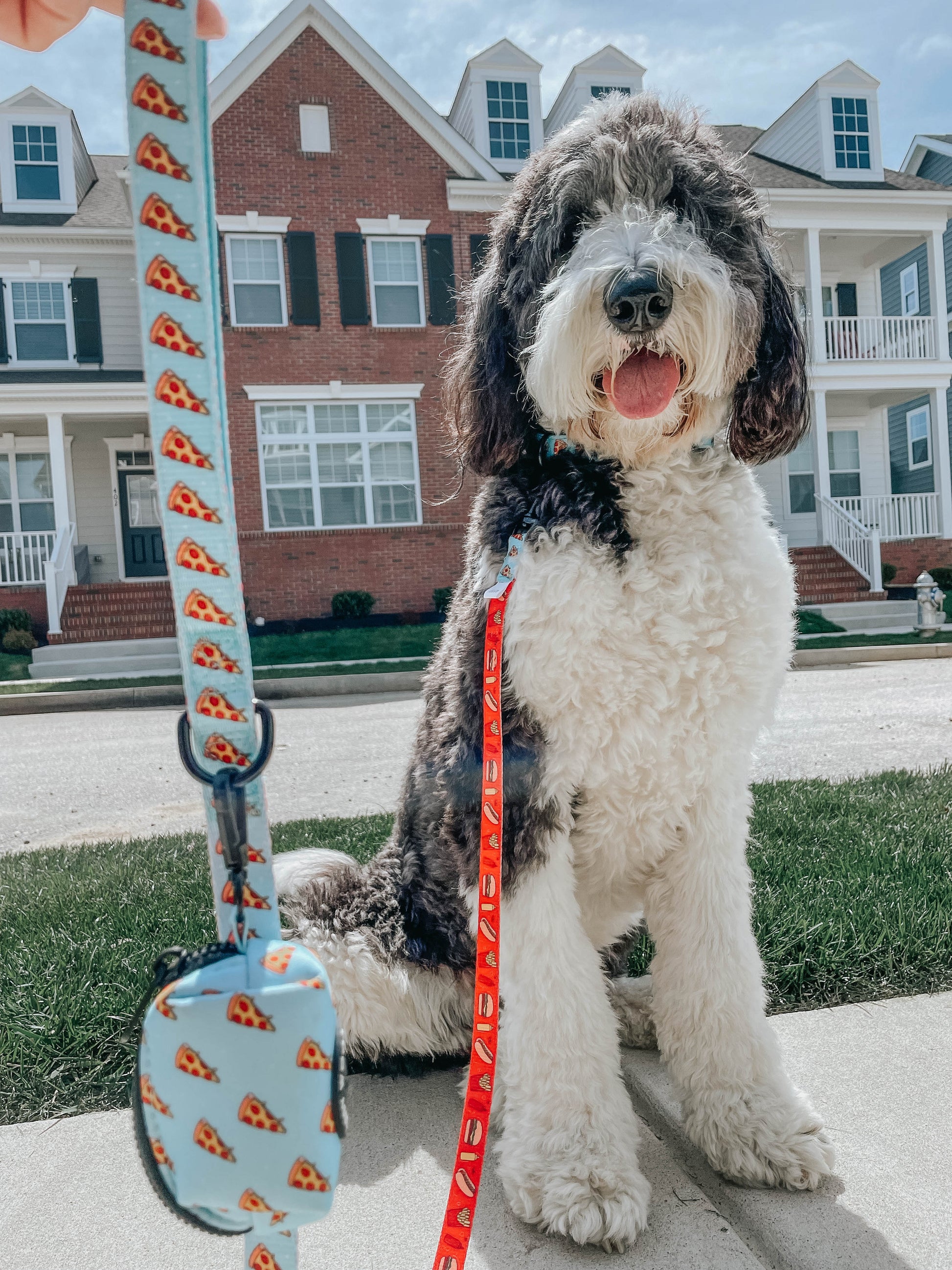 Sassy Woof dog collar featuring a colorful hot pepper pattern on a black background, made for pets.