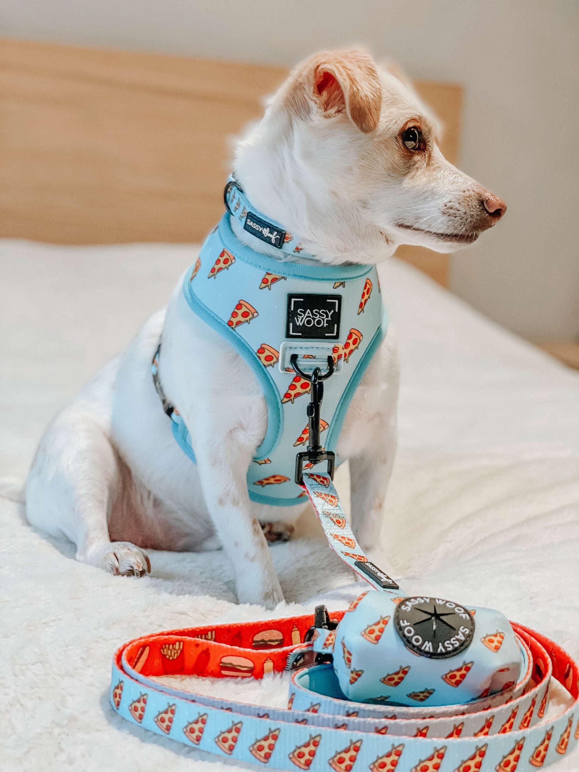 Sassy Woof One Hot Pupperoni dog collar with red and black chili pepper design on a black leather strap.