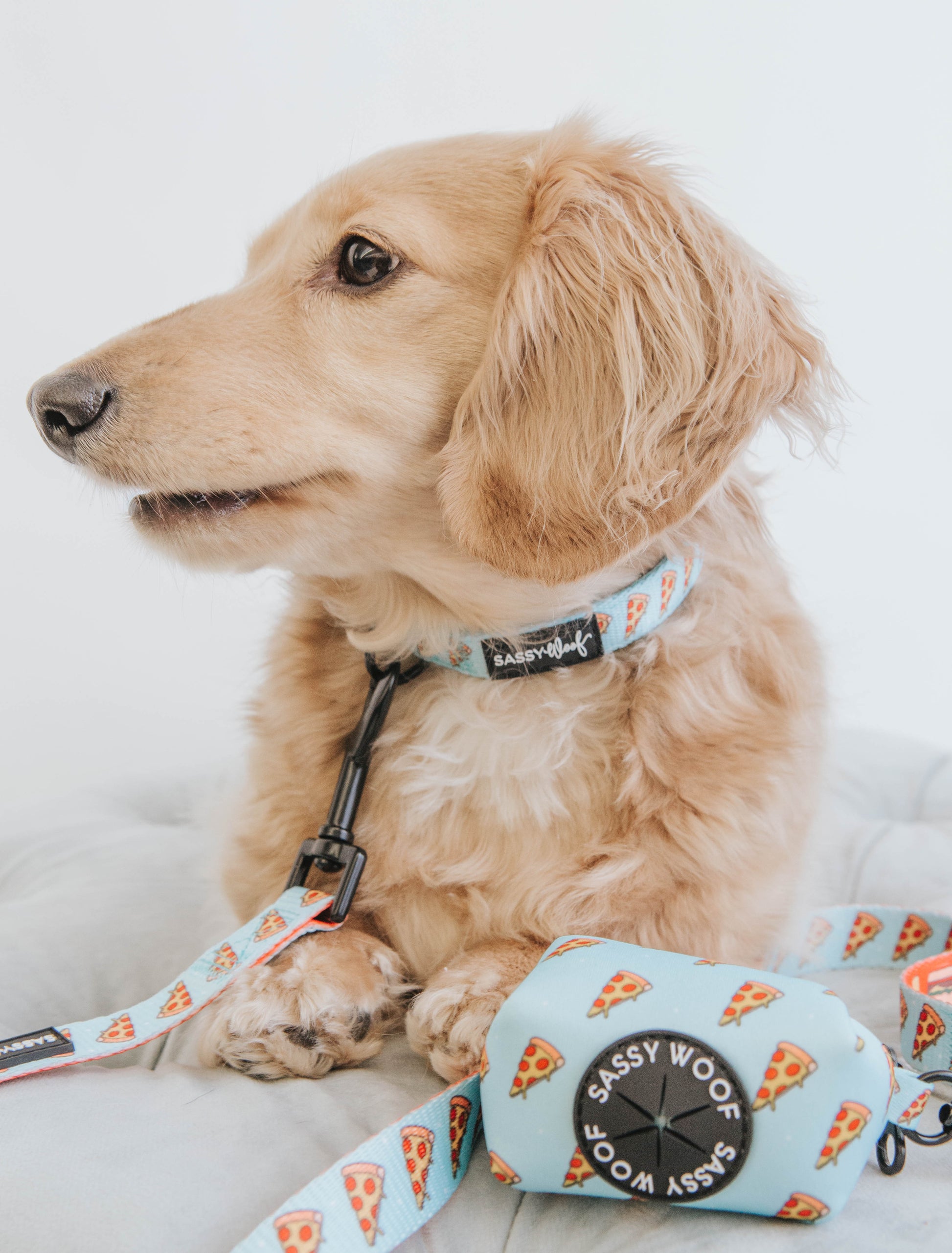 Sassy Woof One Hot Pupperoni dog collar with bright red and orange chili pepper design on a black background.