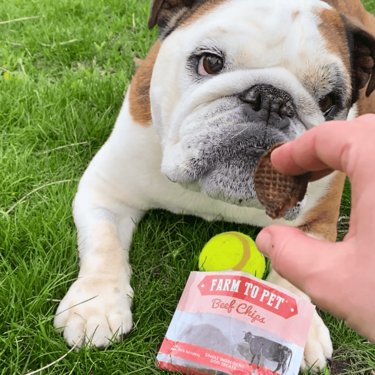 Bulldog with Farm To Pet beef chips snack pack portable training and travel dog treats