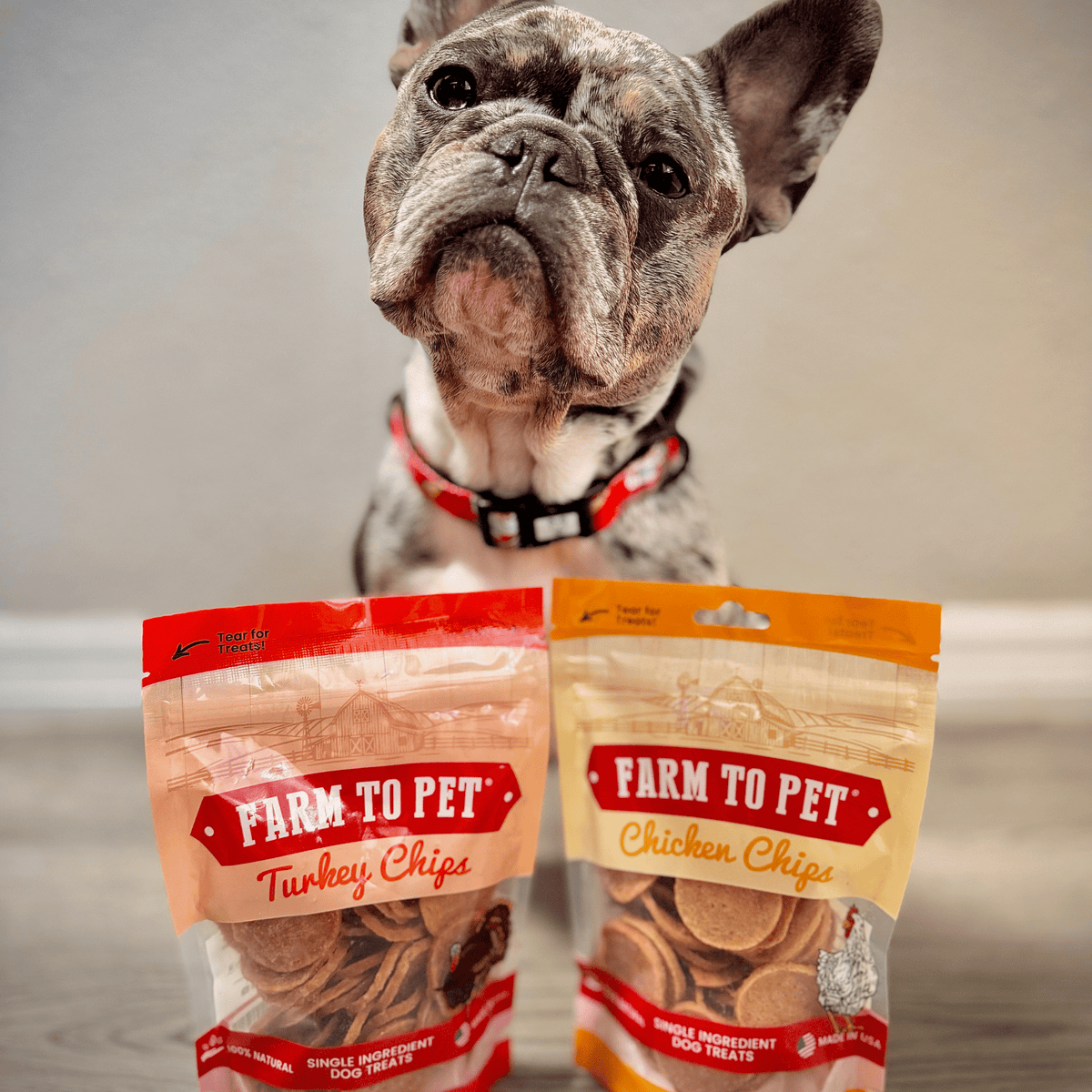 French bulldog with Farm To Pet turkey and chicken chip dog treat bundle