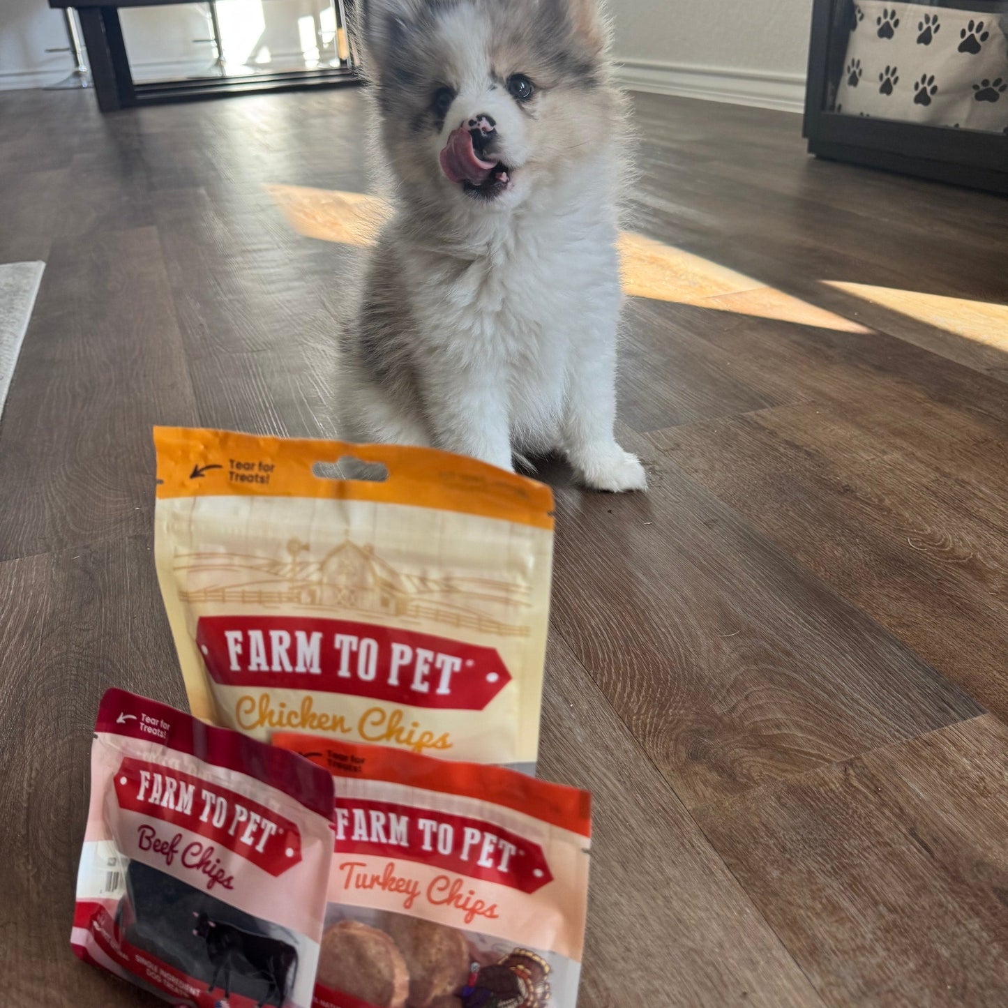 Puppy with tongue out enjoying Farm To Pet puppy pack dog training treats