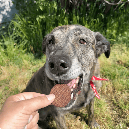 Rescue Dog Eating Farm to Pet Beef Dog Treat – Single Ingredient Healthy Snack