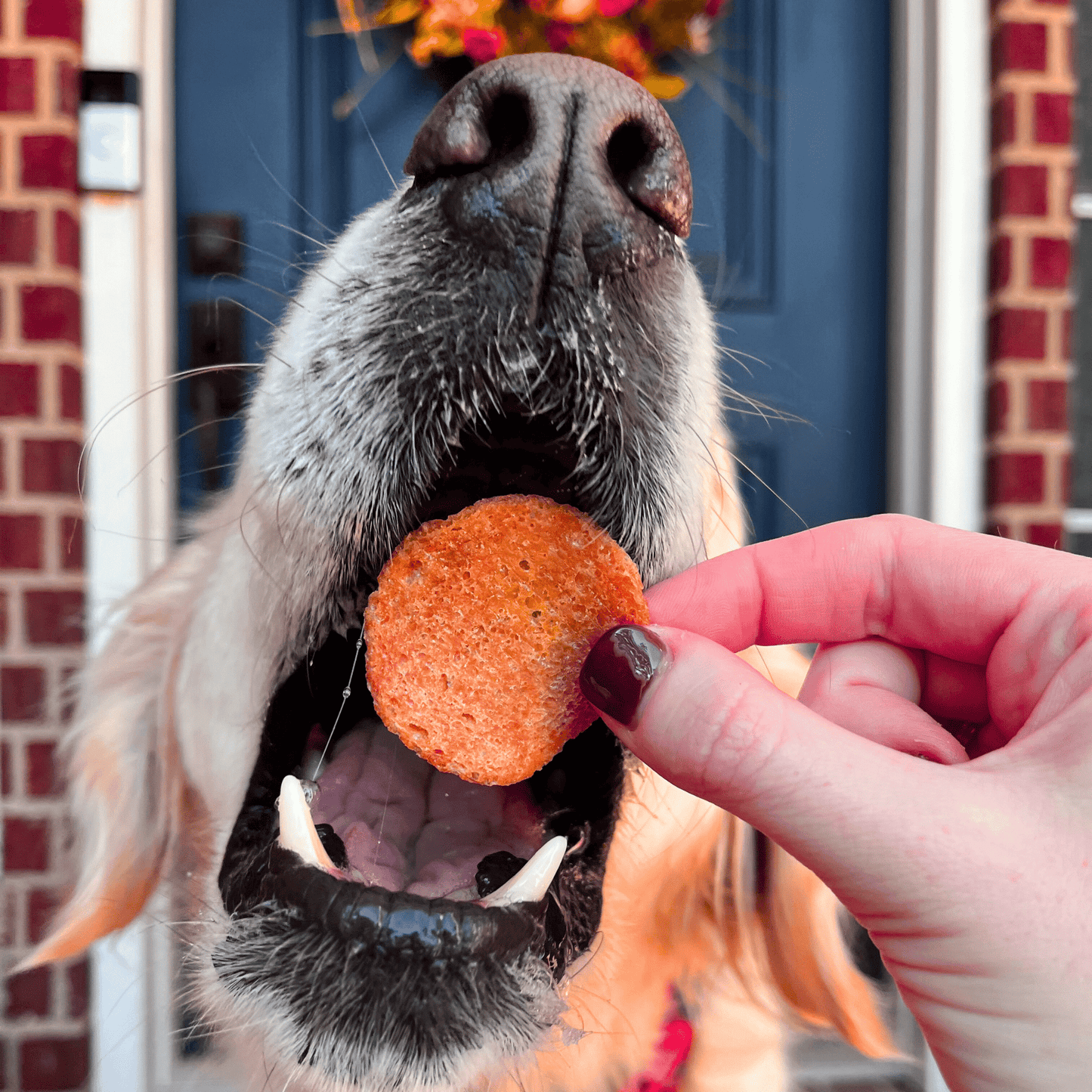 Dog with open mouth ready for turkey chips single-ingredient dog treats