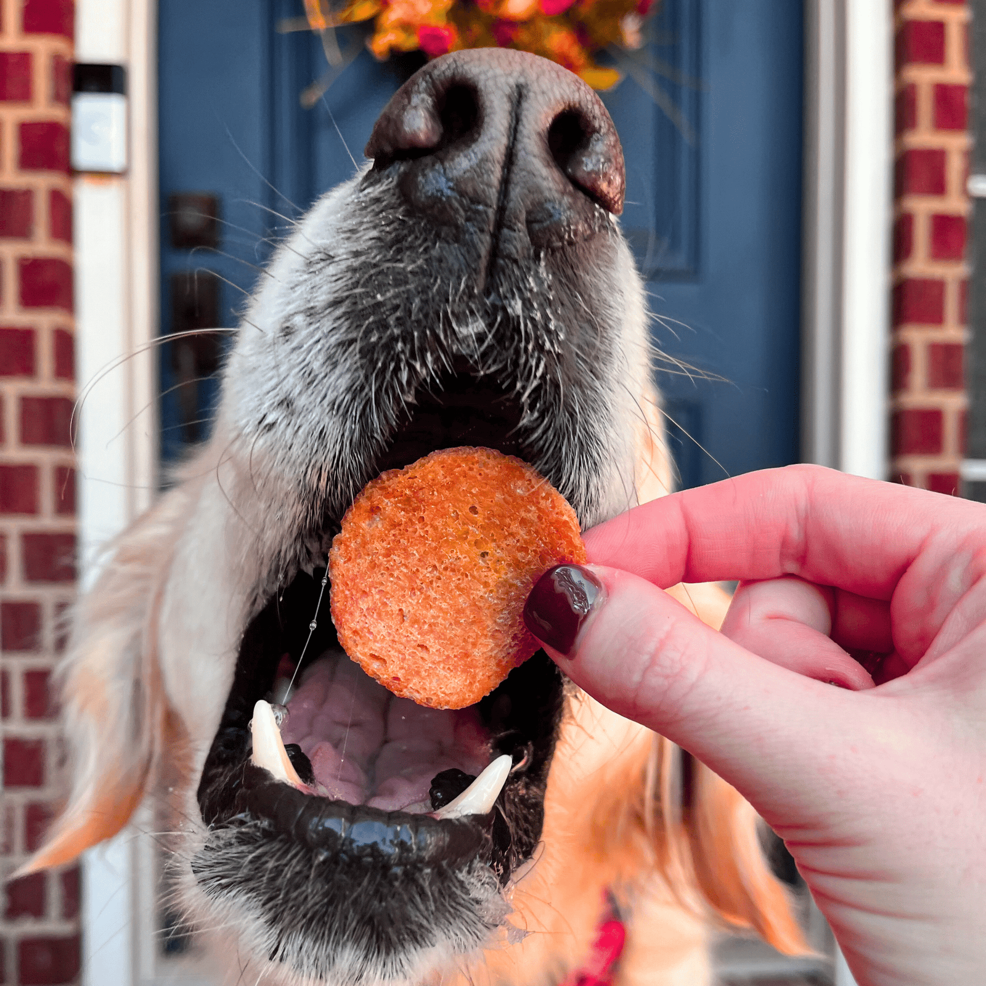 Dog with open mouth ready for turkey chips single-ingredient dog treats