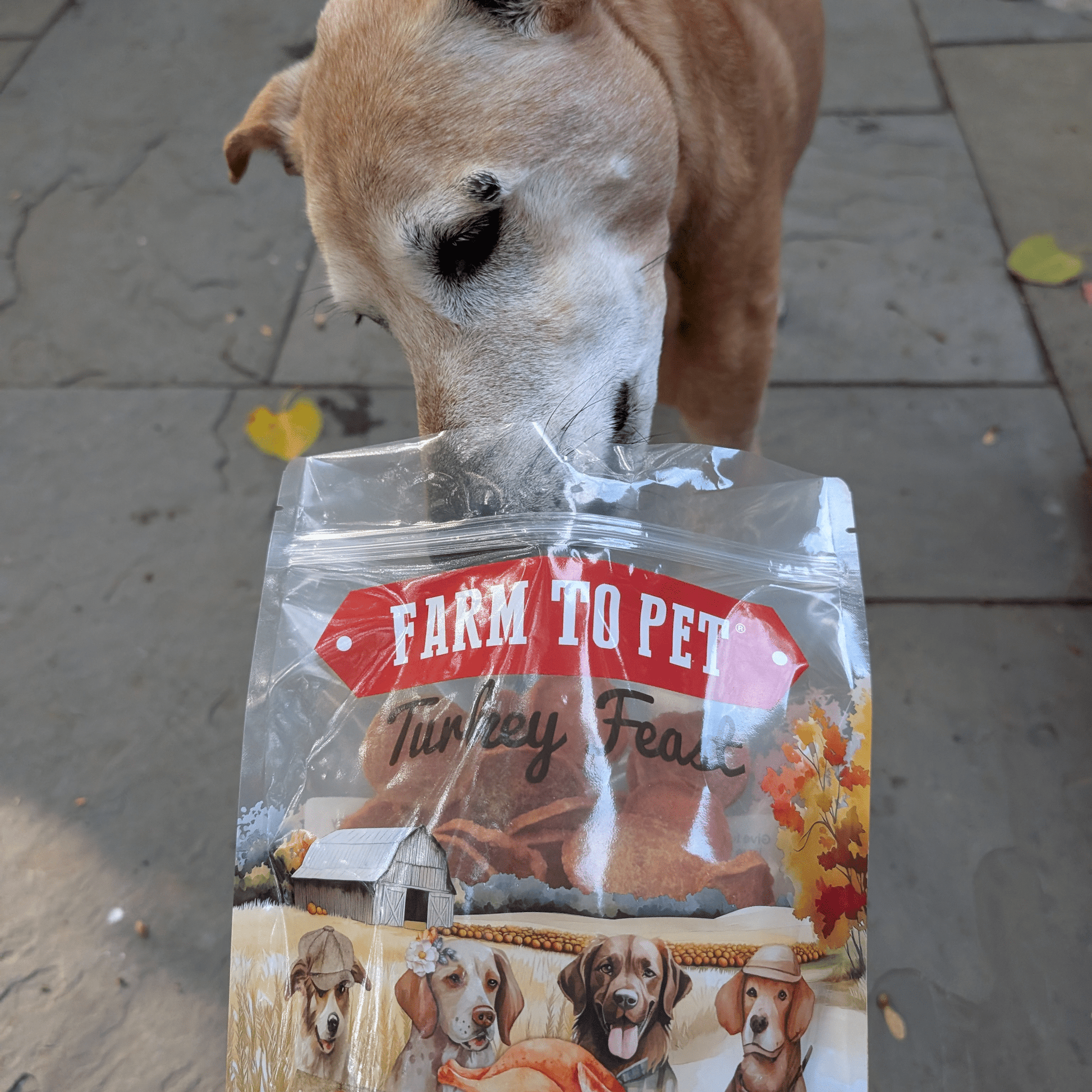 Dogs sharing turkey chips value size single-ingredient training treats