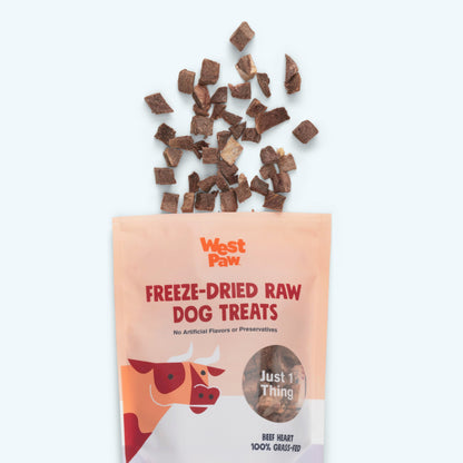 Dog enjoying a West Paw Beef Heart freeze dried treat