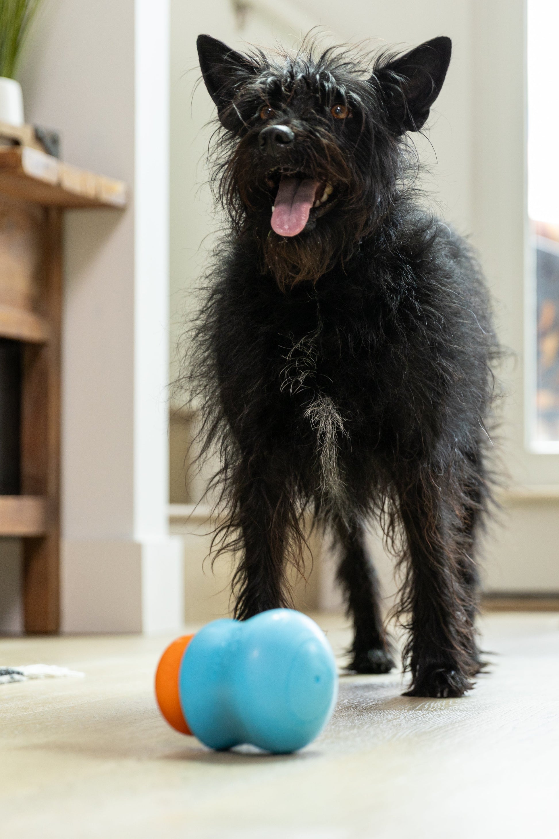Dog engaging with a West Paw Toppl loaded with a Toppl Treat
