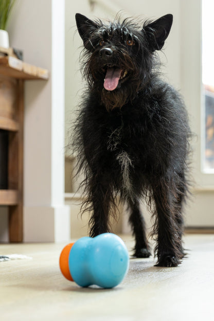 Dog engaging with a West Paw Toppl loaded with a Toppl Treat
