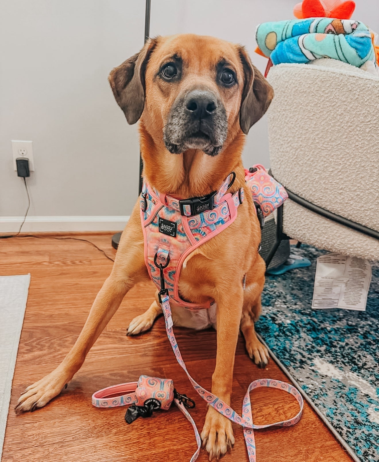 Sassy Woof Good Vibes dog collar with colorful design, adjustable pet collar for dogs, made of durable material.